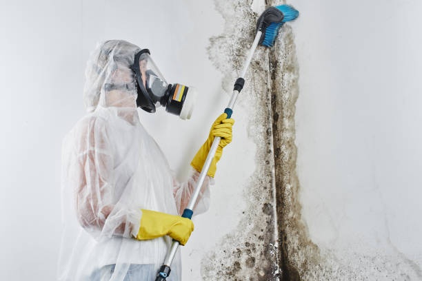 Trusted Seal Beach, CA Mold Remediation Experts