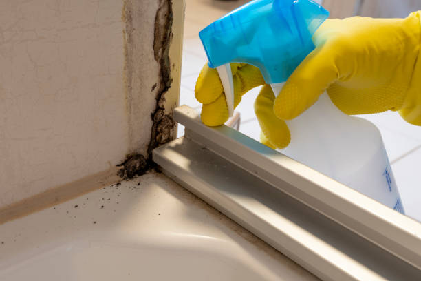Best Localized Mold Remediation (e.g., coastal areas, humid climates) in Seal Beach, CA