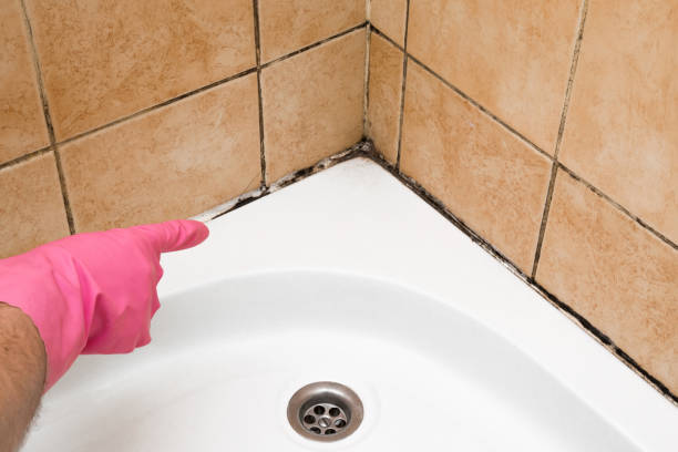  Seal Beach, CA Mold Removal Pros